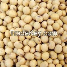 Yellow Non GMO Soybeans for sale