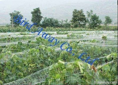 vineyard net