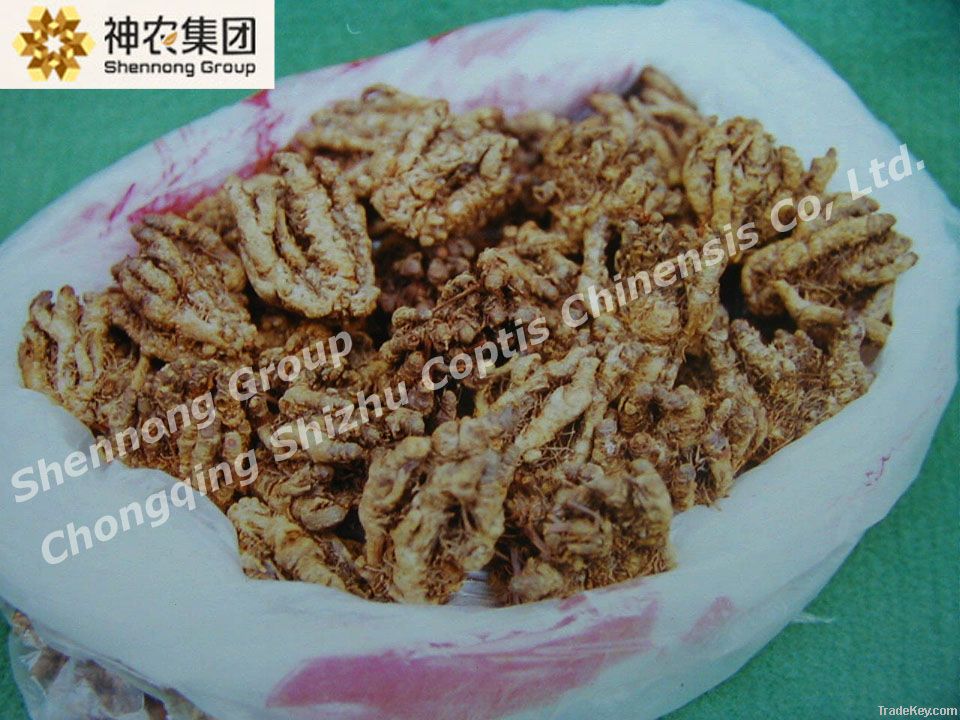 National geographical indications protection products Shizhu coptis