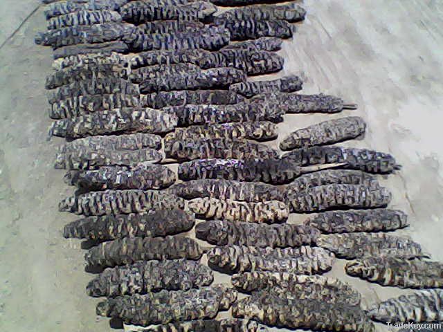 Sea Cucumber