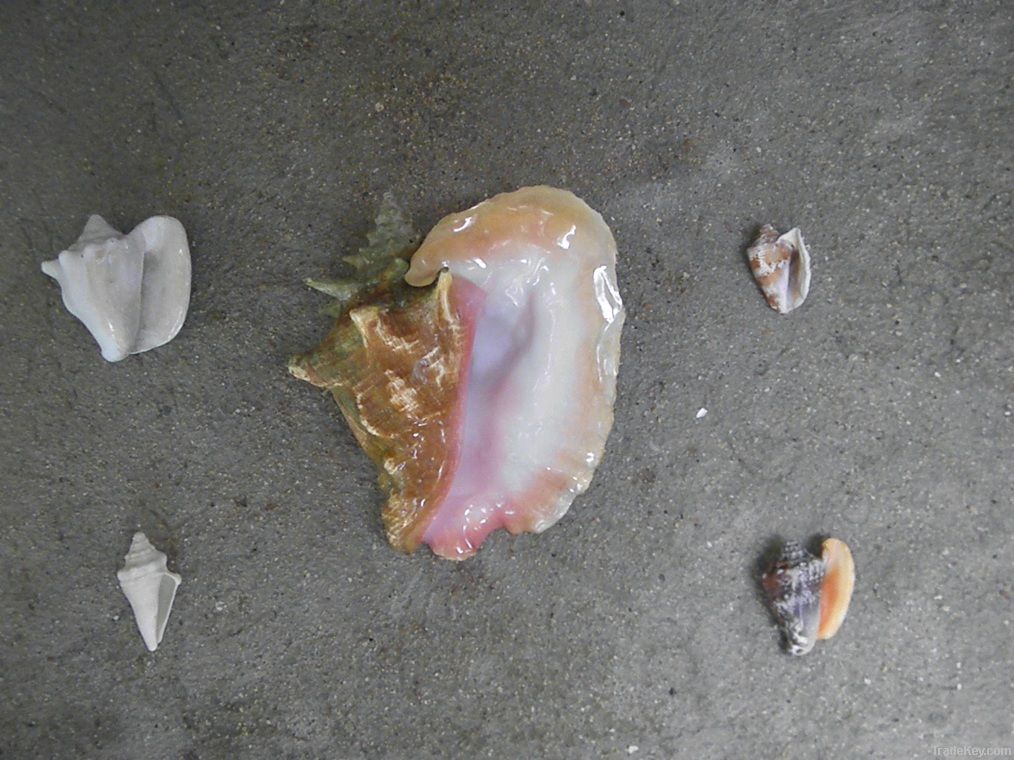 Conch shell