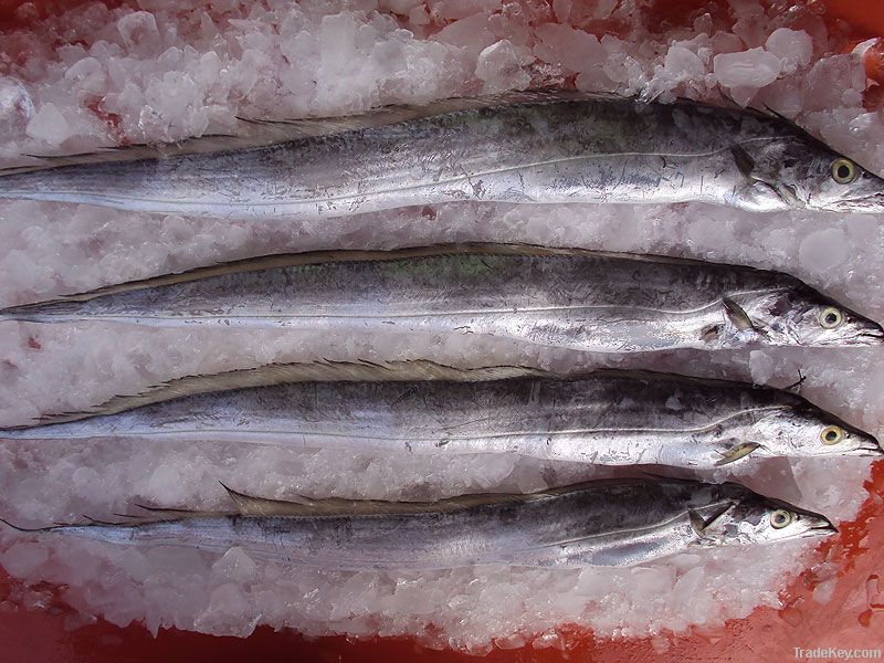 Ribbon Frozen Fish