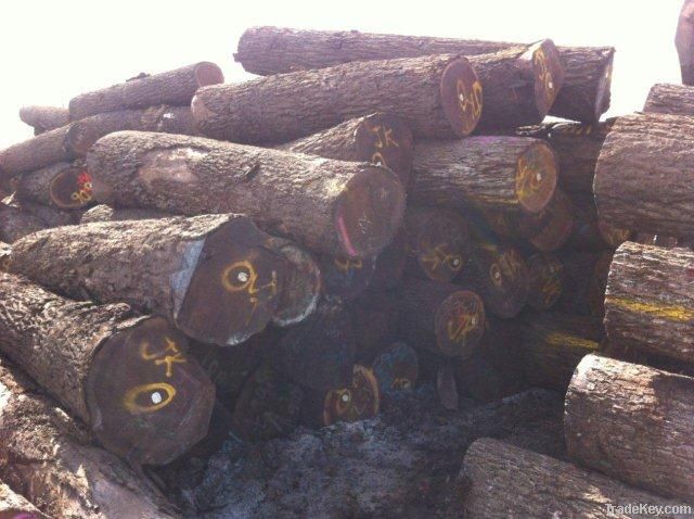 Black Walnut Veneer Logs