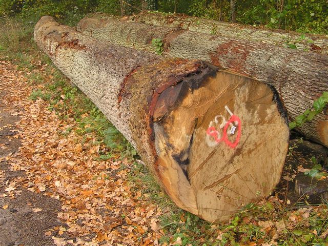 White oak logs