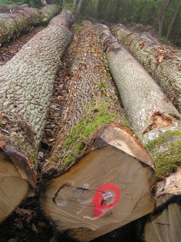 White oak logs