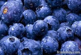 bilberry extract