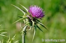 Milk Thistle Extract