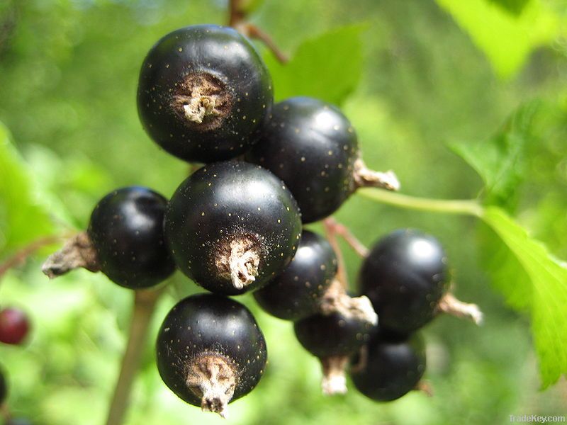 Blackcurrant Extract