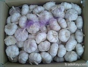 Chinese Fresh Garlic