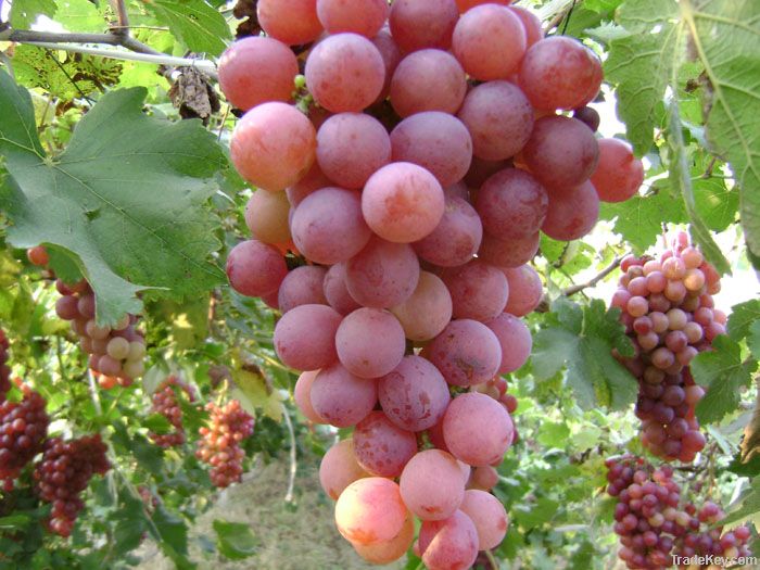 grapes