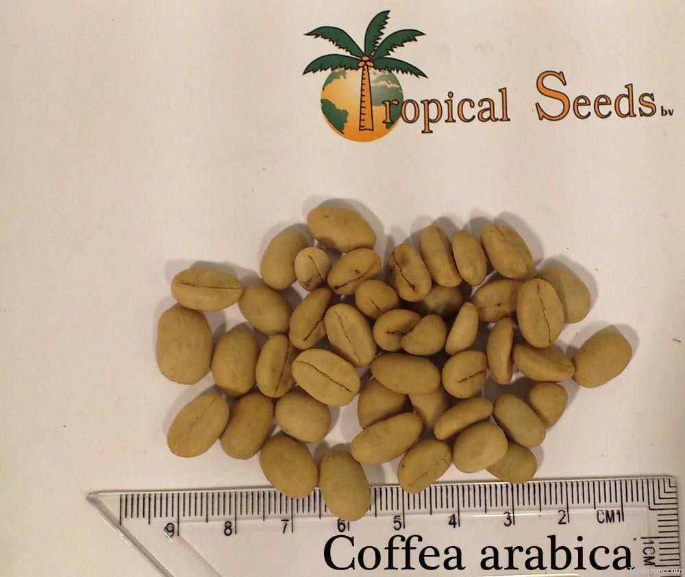 Coffea arabica seeds