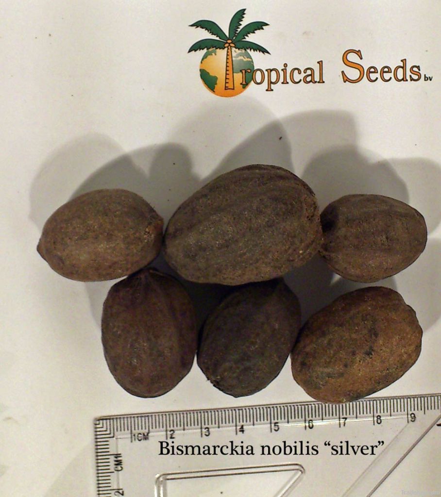 Bismarckia nobilis palm seeds