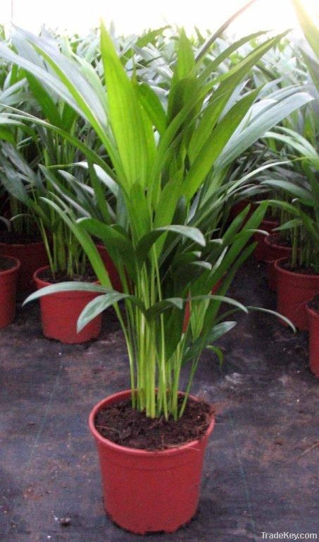 Dypsis lutescens, areca, butterfly palm seeds.