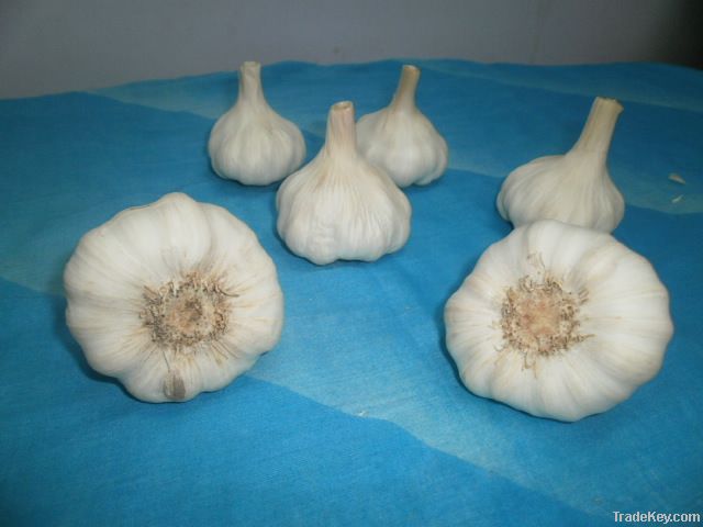 fresh Garlic