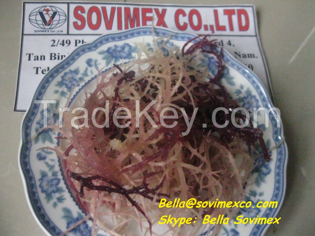 Dried E.Cottonii/Spinosum Seaweed for Carrageenan