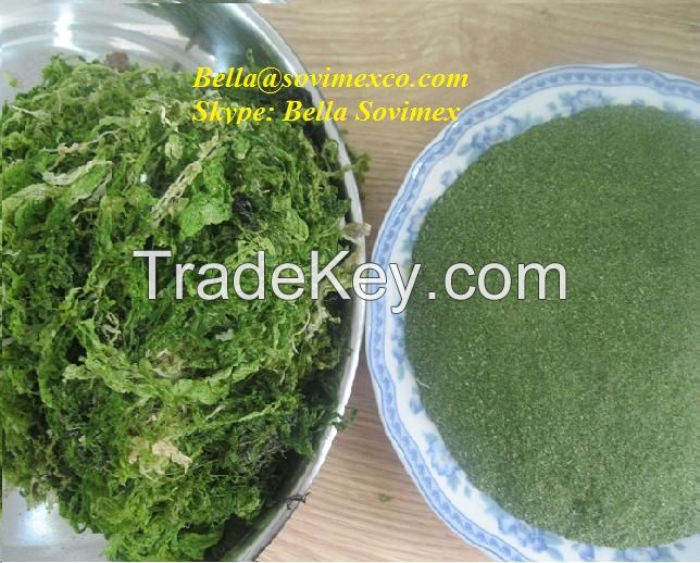 Ulva Lactuca Grind Seaweed with Premium Quality
