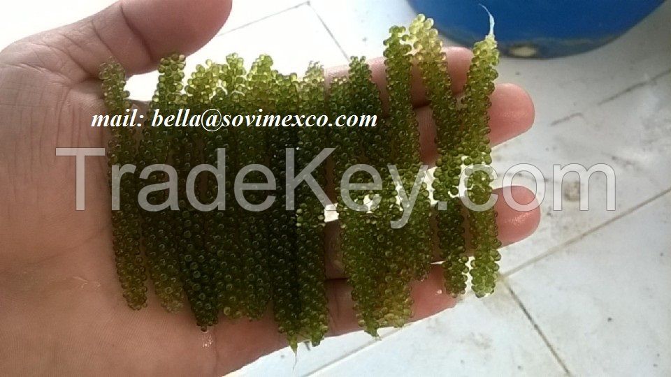 seaweed seagrape -caulerpa lentillifera in Viet Nam