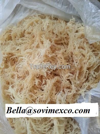 eucheuma ecottonii  seaweed in Viet Nam