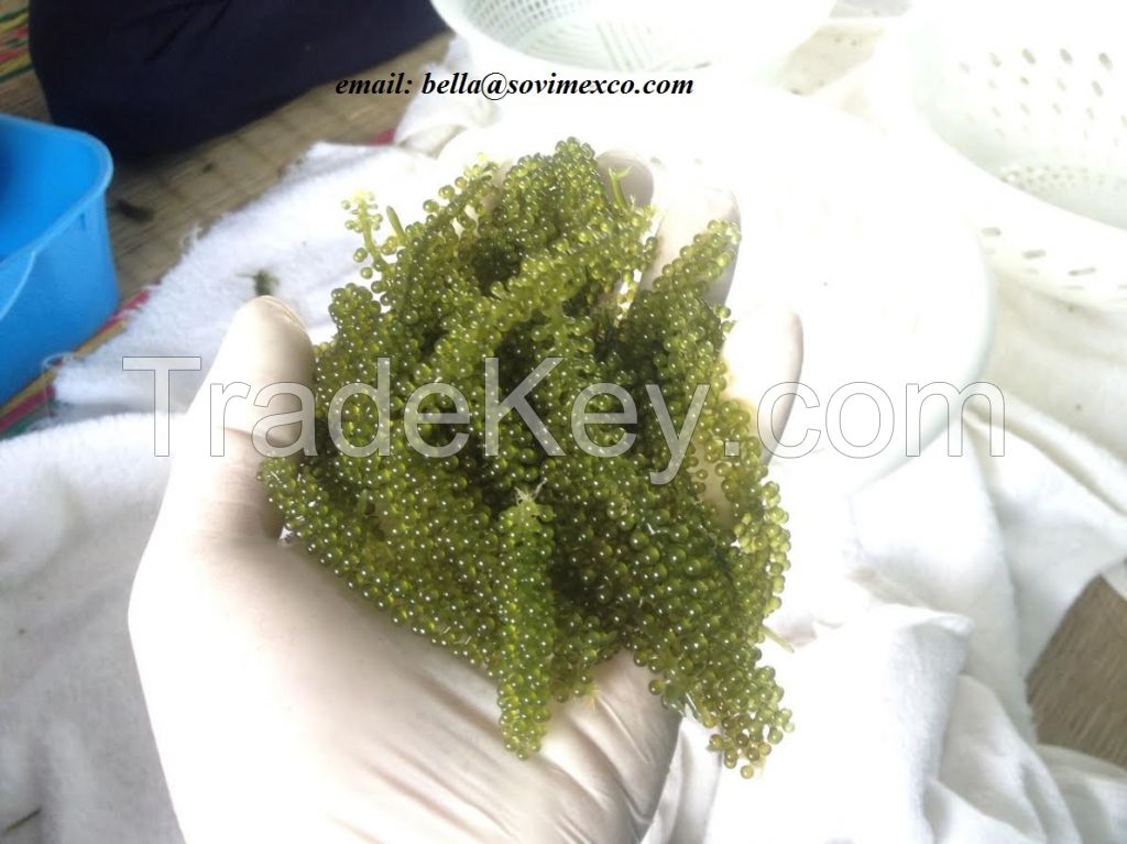 Seagrape seaweed in Viet Nam