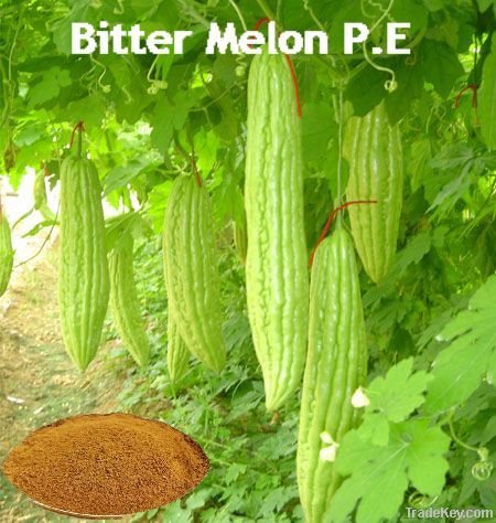 Bitter Melon Extract Powder