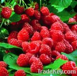 Raspberry Leaf Extract