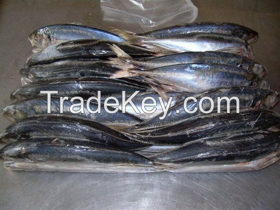 Frozen Conger Eel Whole Round and Gutted