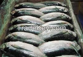 Sardine, Shrimp, Tilapia Fish (Frozen W/R), Stock Fish, Spanish Mackerel Fish