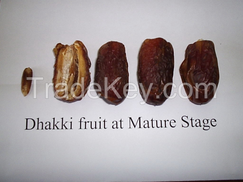 Dry &amp; Semi Dry Dates