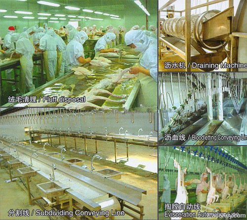 Equipment of poultry slaughtering and cutting