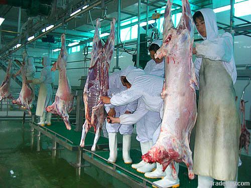 Muslim sheep slaughtering equipment