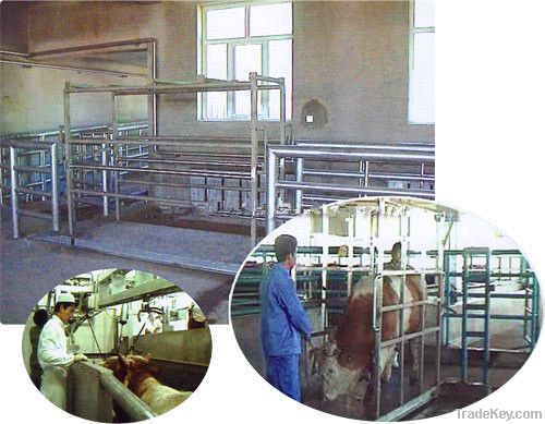 Equipment of cattle slaughter plant