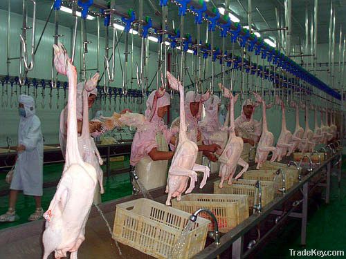 Equipment of poultry slaughtering and cutting