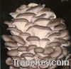 Gray Oyster Mushrooms