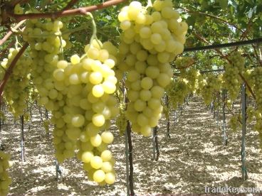 Table grape