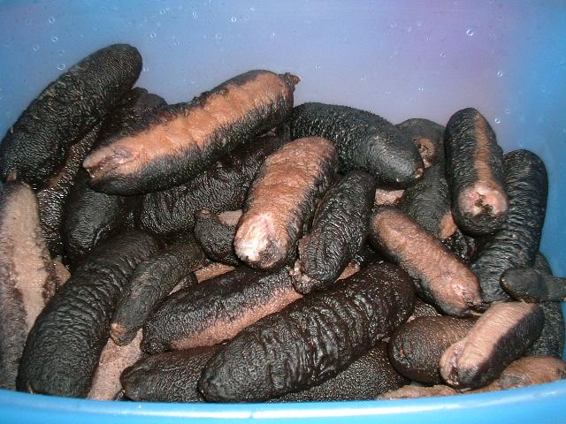 DRIED SEA CUCUMBER  Kajino Black fish