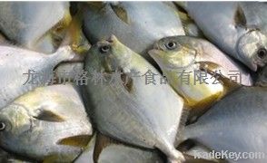 FROZEN WHOLE ROUND GOLDEN POMPANO