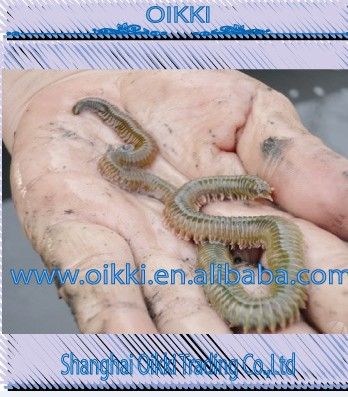 Living lugworm-the best choice for your sea fishing