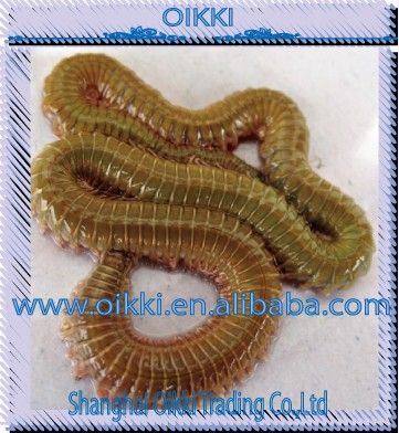 Living lugworm supplier in China