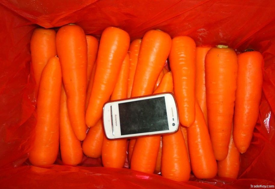 2012 fresh carrot/carrot silk