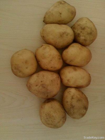 2012 fresh potato
