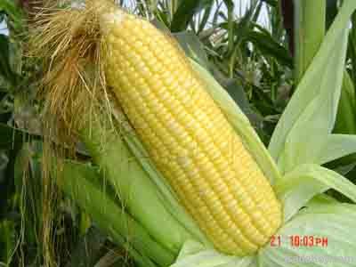 Canned Sweet Corn