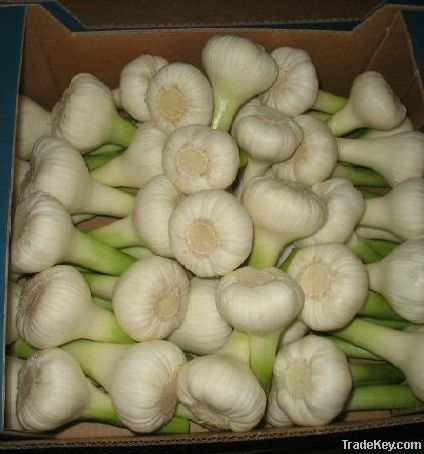 Egyptian Garlic