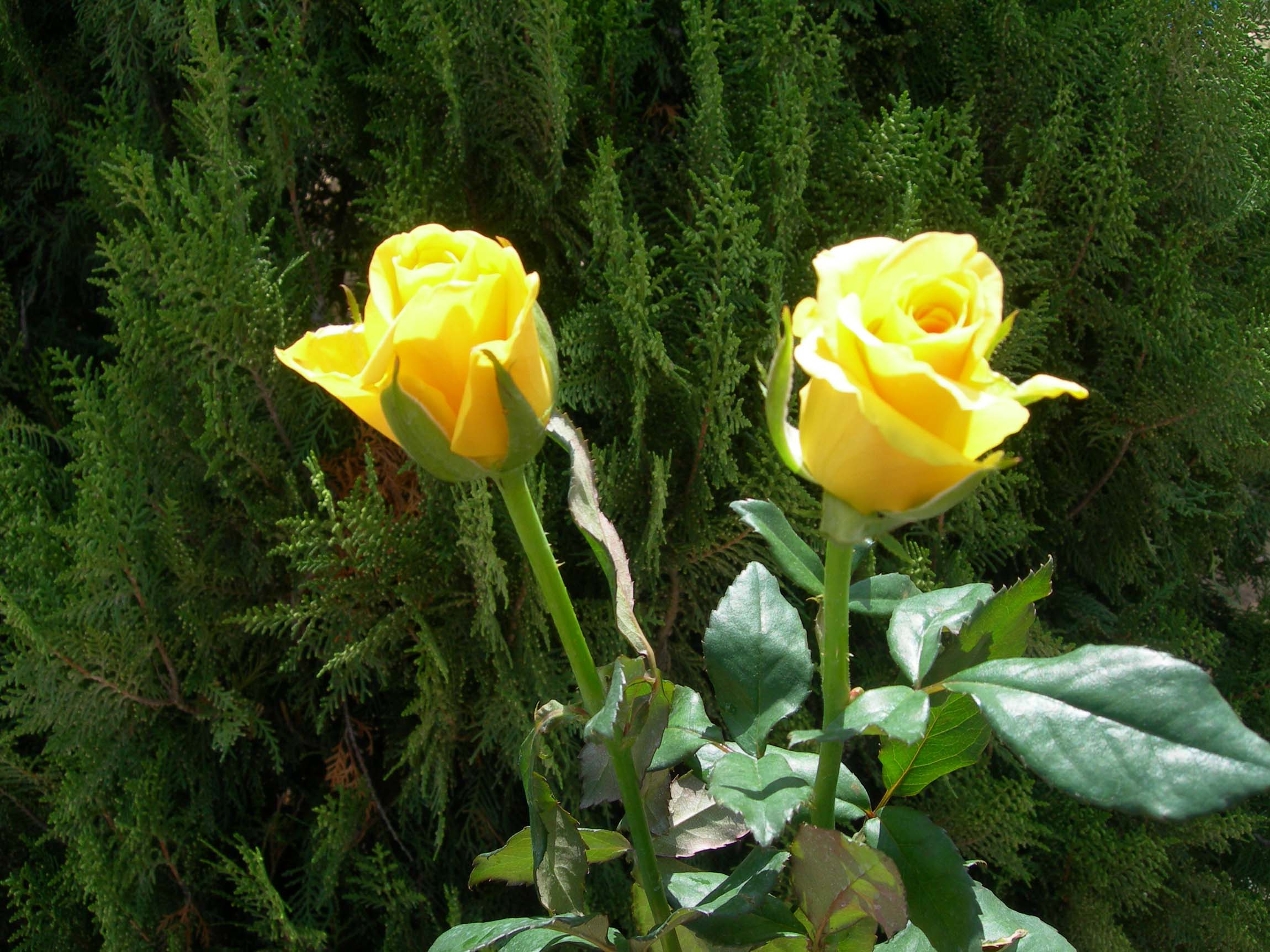 cut flowers