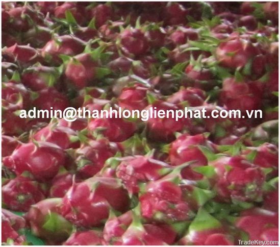 FRESH DRAGON FRUIT