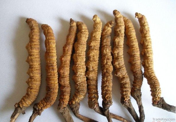 Cordyceps P.E