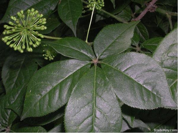 Siberian Ginseng P.E