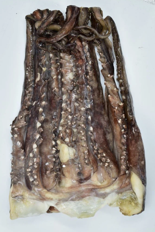 Frozen Giant Squid Tentacle