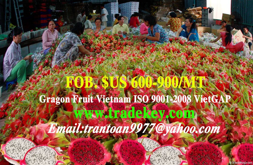 Dragon fruit vietnam