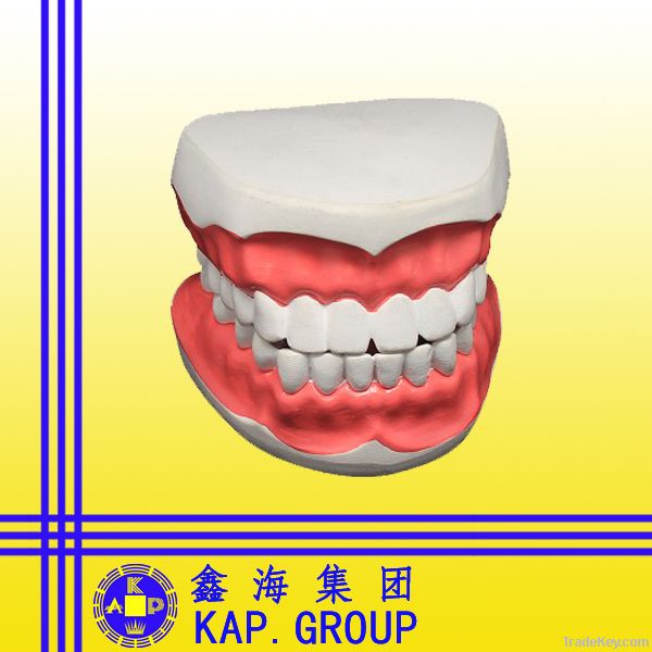 tooth anatomy model