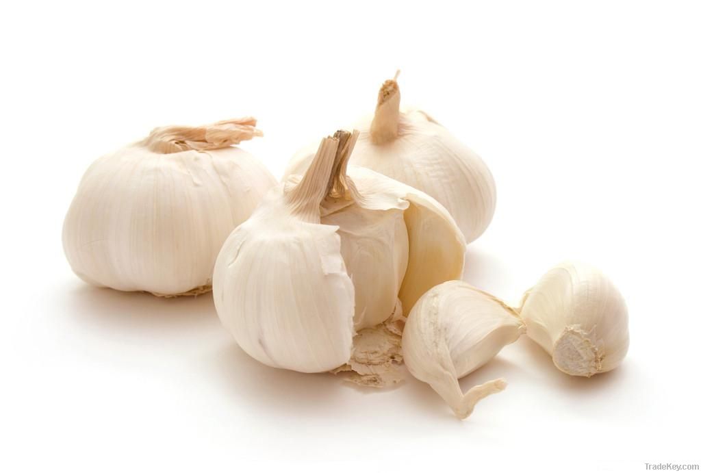 Garlic